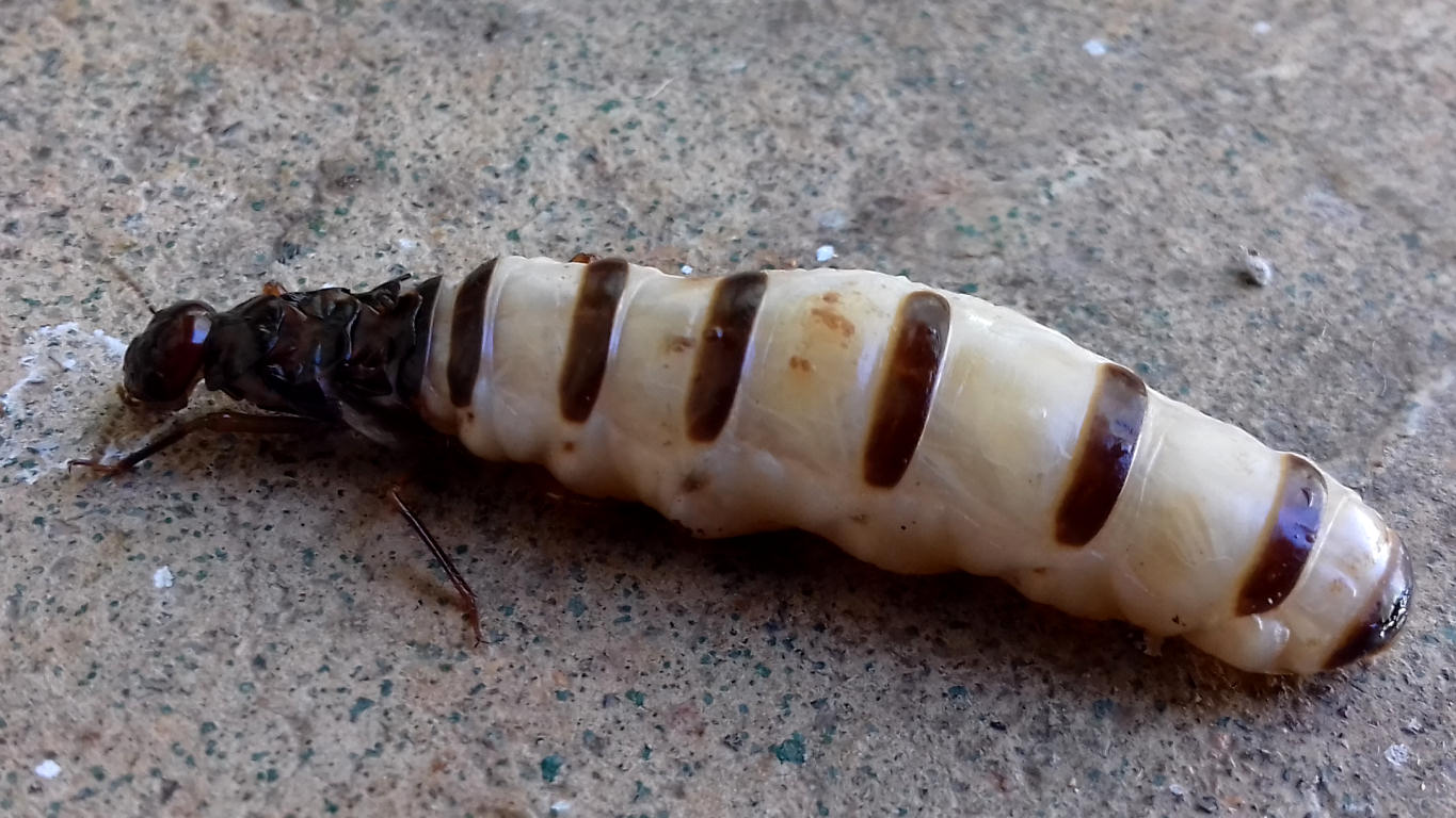 A Termite Queen 4.5cm long
