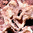 Part of the Termite's Inner Nest