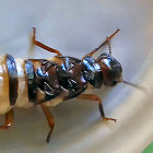 The Mighty Termite Queen