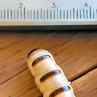 The Termite Queen Size