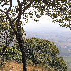 Looking out from the Miombo Forest Looking out from the Miombo Forest